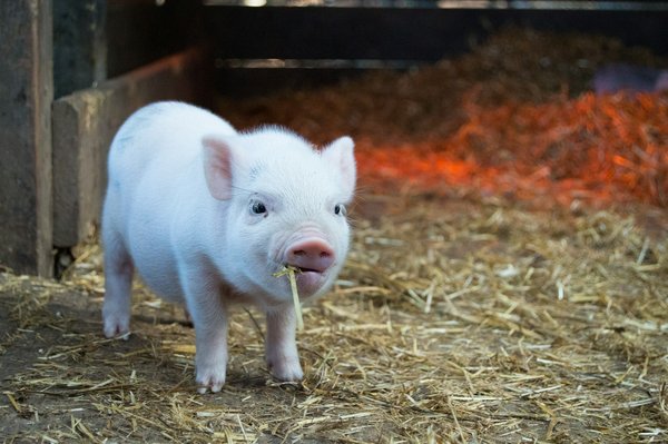 Quelle est la meilleure façon de stimuler l'instinct de fouille chez un cochon miniature?