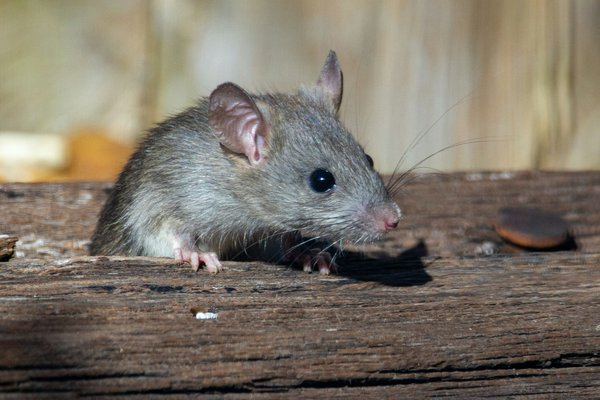 Comment aménager un espace sécurisé pour une colonie de rats-taupes nus?
